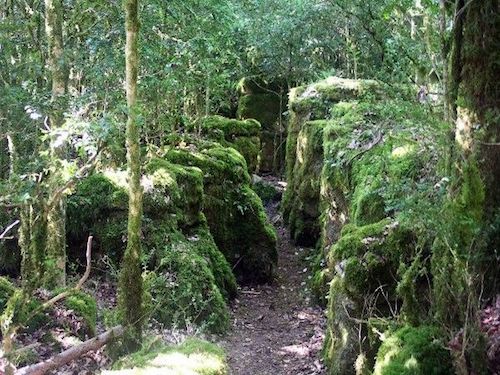 foret-nebias-labyrinthe-vortex