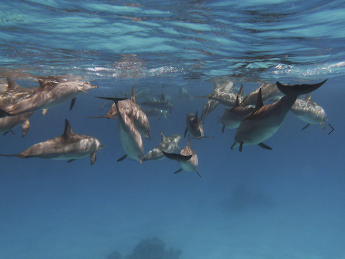 Nager avec les dauphins