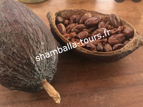 chamanisme-tambour-ceremonie-cacao
