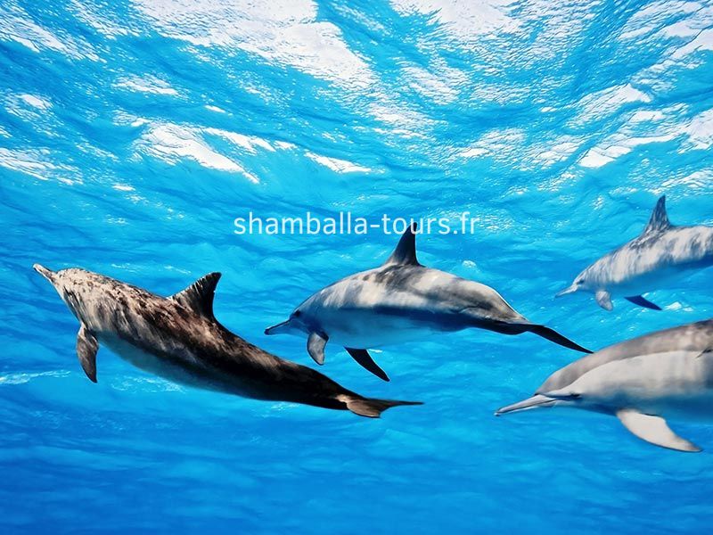 nager-avec-dauphins-sataya