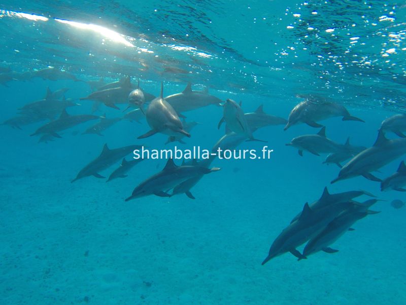 yoga-dauphin-voyage-initiatique